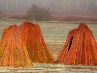 Ruta del Mimbre por el Rojo Pasión del Paisaje Conquense - Solo en invierno
