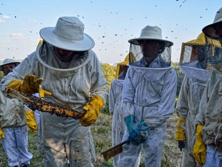 Apicultores en la finca de Miel de Melque, Toledo
