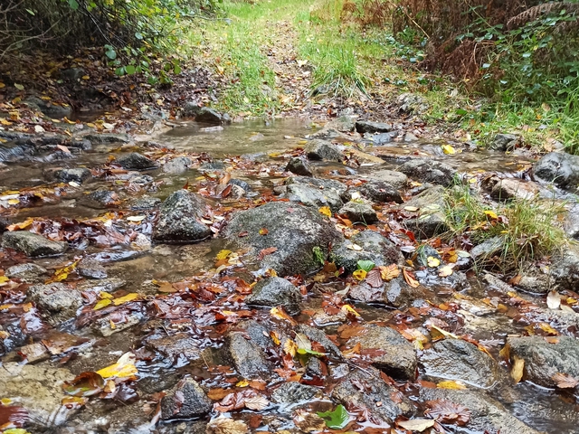 Camiño do Medio: Senderismo por Bosques Mágicos de la Ribeira Sacra