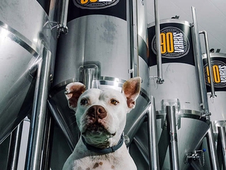 Catas de cerveza y maridaje de quesos e ibéricos en la Fábrica