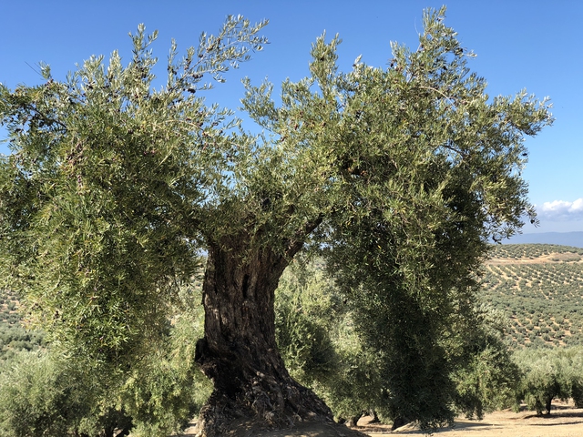 Oleoturismo en Jaén: Visita al Olivar Centenario y Cata de AOVE Ecológico