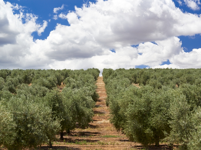 Visita y Cata de AOVE - Finca La Pontezuela