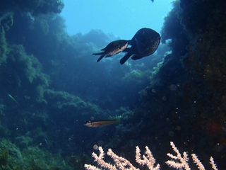 Bautizo de buceo y salidas