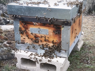 Granjeros por un día.