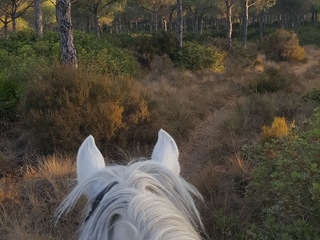 Ruta a Caballo - Playa o Pinares