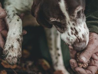 perro buscando trufas