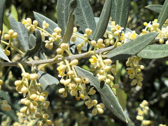 Visita al Olivar Centenario La Biodiversa: Agricultura Regenerativa y Biodiversidad