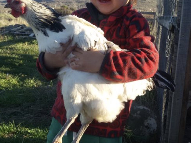 Huerto y Gallinero familiar ecológico - Espacio Inquietudes