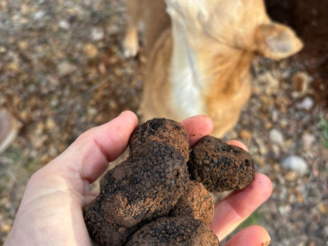 Salida para buscar trufa negra con perro adiestrado