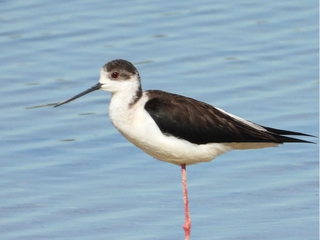 Observación de Aves en la Reserva de la Biosfera "Humedales de La Mancha", Toledo
