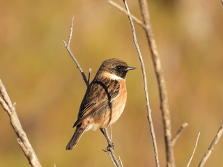 Observación de Aves en la Estepa Manchega, Toledo