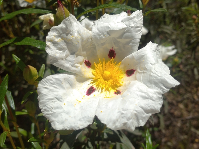 La Floración de la Jara y Taller de Cosmetica