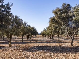 Trufiturismo - Conoce el Turismo de la Trufa