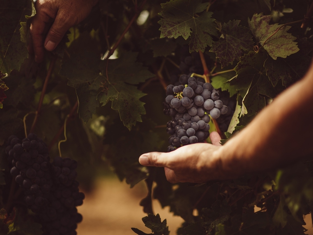 Experiencia Tovar: un viaje al corazón del vino en Trigueros del Valle