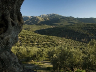 Visita Guiada a Olivares, Almazara y Cata de Aceite