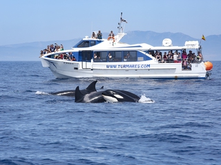 Ballenas y delfines en El Estrecho de Gibraltar