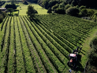 Visita Guiada por la Bodega Txakoli Uriarte