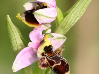 Senda de las Orquídeas