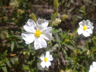 La Floración de la Jara y Taller de Cosmetica