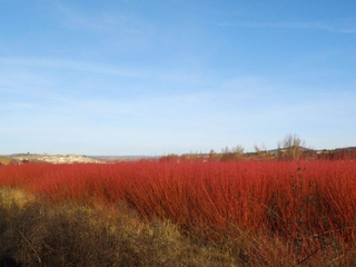 Ruta del Mimbre por el Rojo Pasión del Paisaje Conquense - Solo en invierno