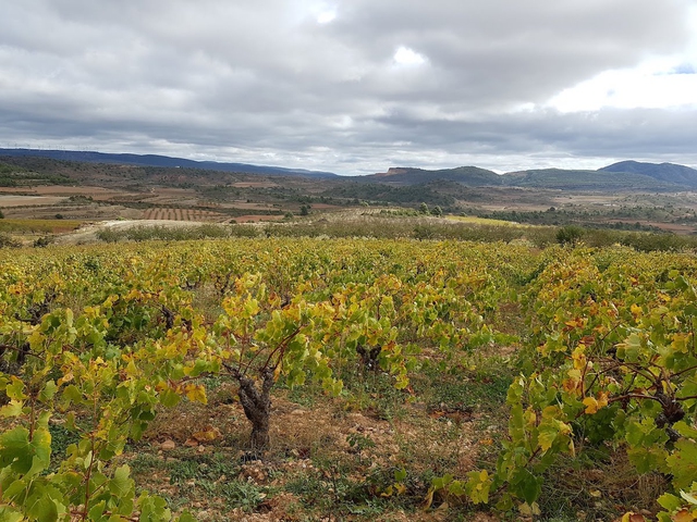 Visita Bodega y Cata en Baldovar 923