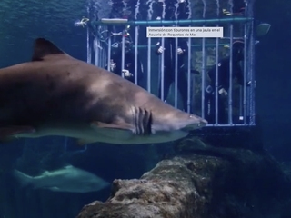 Bucear en jaula con tiburones en el Aquarium Costa de Almería