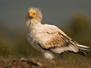 Ruta 4x4 Observación de Aves en Monfragüe