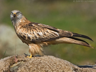 Ruta 4x4 Monfragüe + Reserva de la Biosfera
