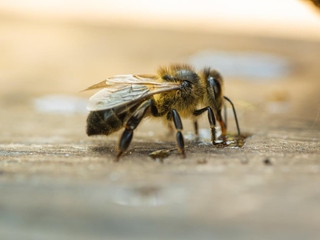 Visita al Santuario de las Abejas