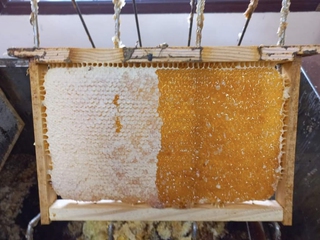 Apicultor por un día