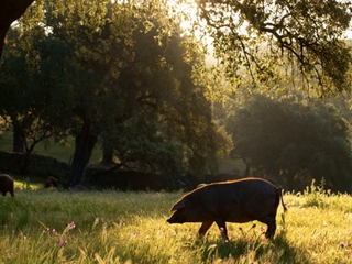 Experiencia Cinco Jotas