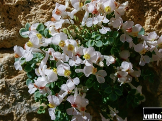Flores, Ruta por el Parque Natural de las Hoces del Río Duratón