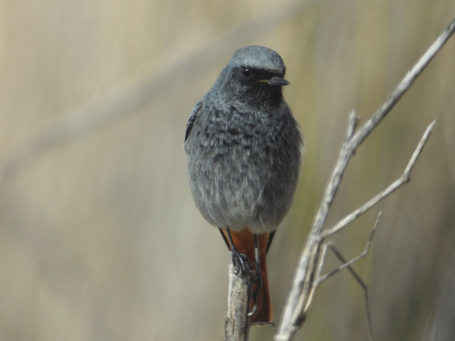 Observación de Aves en Montes de Toledo Orientales, Toledo