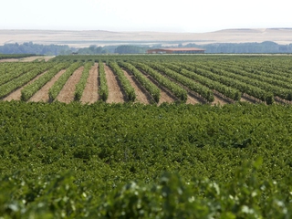 Visita Bodegas Gordonzello + Menú Sabores Entrecepas