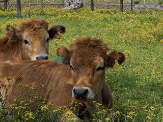 Excursión a Covadonga, Lagos y Lastres