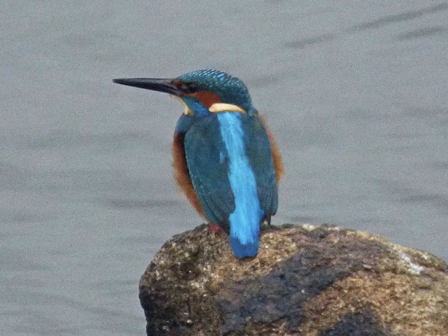 Ruta Ornitológica y Observación de Fauna a través de las dehesas de Cáparra-Ambroz