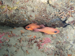 Salidas de Snorkel con equipo