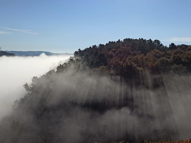 Entre viñedos