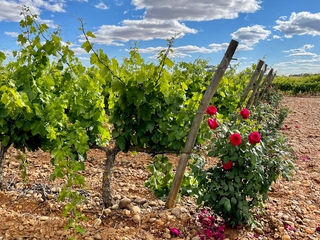 Visita Guiada a las Bodegas Gordonzello + Cata con aperitivo