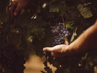 Experiencia Tovar: un viaje al corazón del vino en Trigueros del Valle