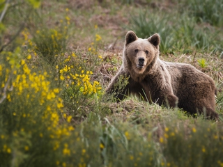 Avistamiento de osos