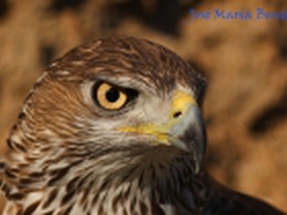 Ruta 4x4 Monfragüe + Reserva de la Biosfera