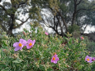 Senda de las Orquídeas