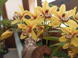 Invernadero de Orchydarium