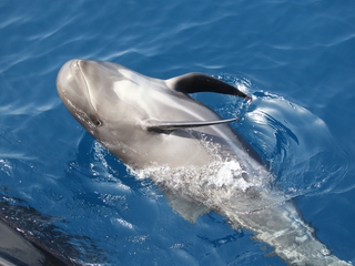 Ballenas y delfines en El Estrecho de Gibraltar