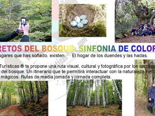 Ruta 4x4 Bosques Encantados