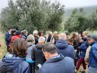 Visita guiada a olivar centenario y a la Almazara