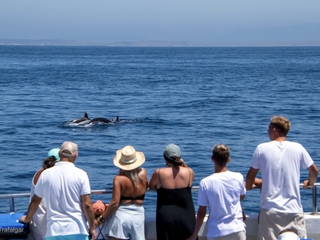 Ruta de avistamiento de Cetáceos al natural en Trafalgar