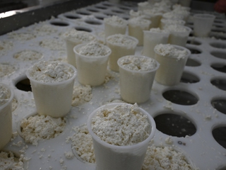 Tour en 4x4 por la dehesa de Cáceres