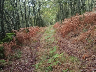 Camiño do Medio: Senderismo por Bosques Mágicos de la Ribeira Sacra